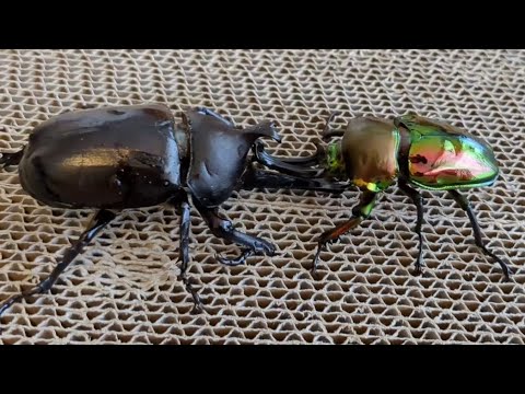 昆虫バトル 国産カブトムシvsニジイロクワガタ
