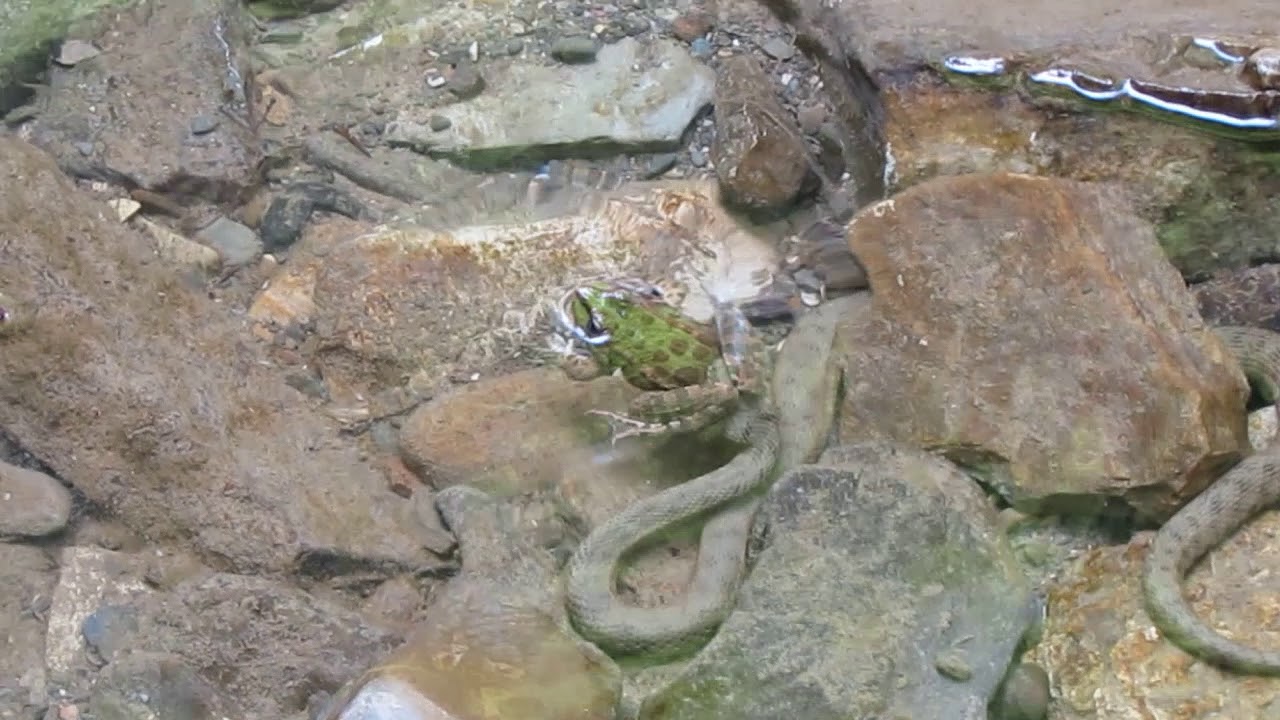 остров змей кеймада-гранди. гадюка казнакова. зеленогорье крым достопримечательности. свирское ущелье. картинка журчание воды.