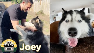 Husky neglected in a backyard for years is finally free | The Asher House