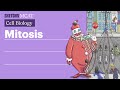 Mitosis: Cell Division & Stages Explained  (Full Lesson) | Sketchy MCAT