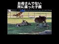 お母さんではない所に座った子鹿 #deerpark #奈良公園