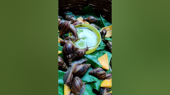 élevage d'escargots à la maison