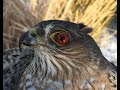 Falconry: pre-season nest scouting for Sharp-shinned hawks