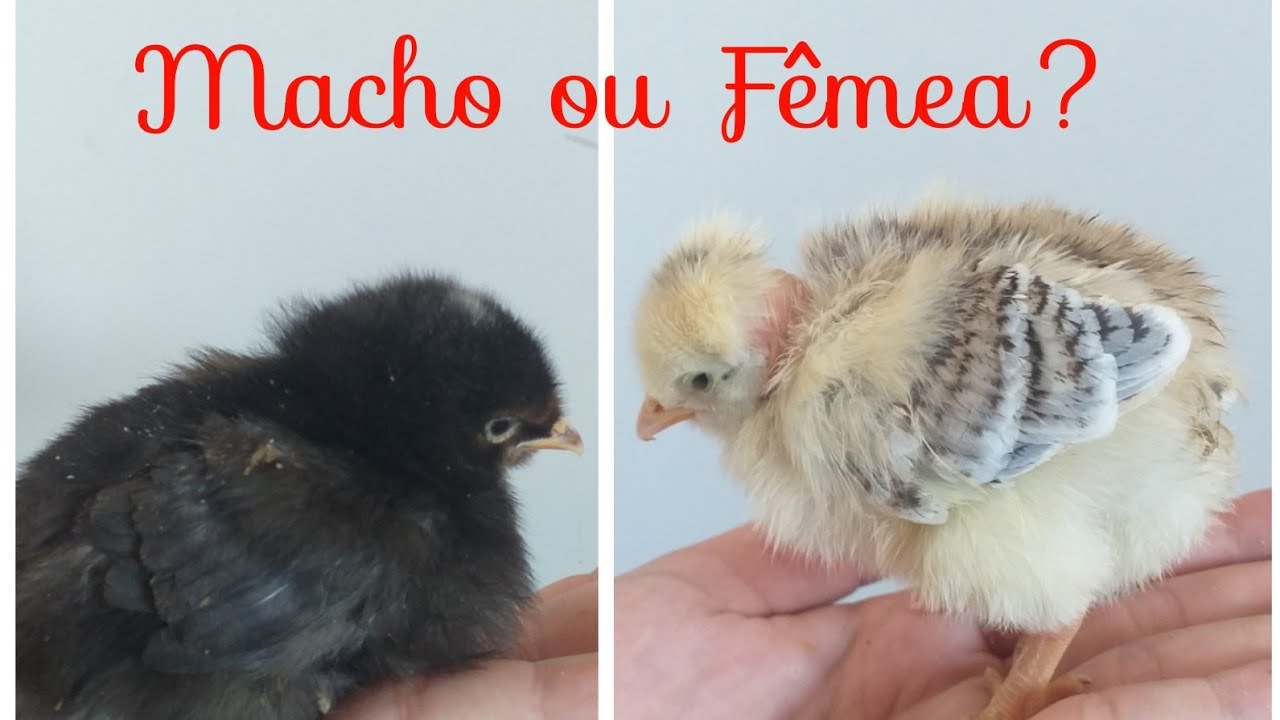 Como saber se pintinho é macho ou fêmea ? YouTube Como saber se pintinho é macho ou fêmea ? YouTube