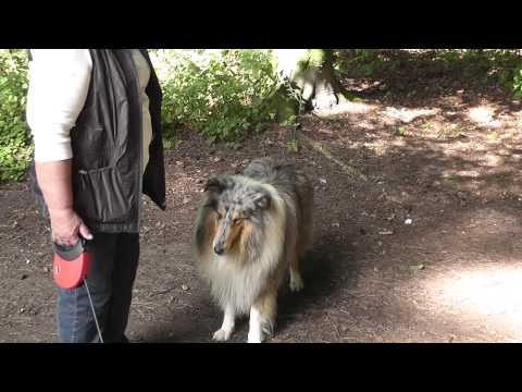 Rough collie Jojo and Jack Russell terrier Tommy o...