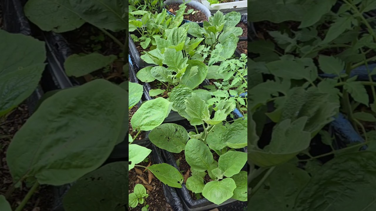 খুব কষ্ট হয় যখন এগুলো সব.. #foryou #shortsvideo #gardening #garden