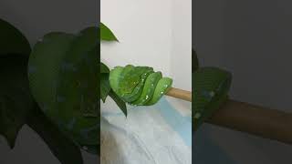 Celebrity I break dance anytime I see this Manokwari Green Tree Python. 🐍🔥 Wealth