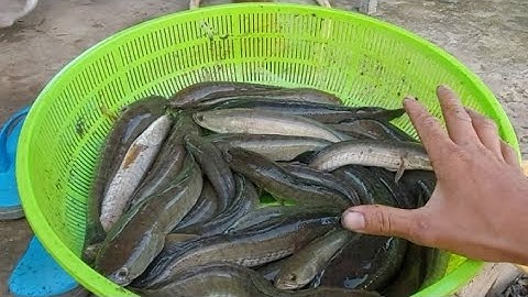 370 . Cắm Câu Cá Lóc Mồi Nhái Ruộng Sắp Bơm Xạ | Đất Long An | fishing