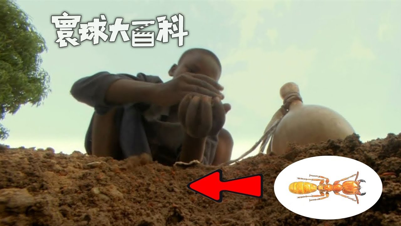 小 蚁 灭亲 一款颇具谋略的除害虫方法 尽显儒将风范 寰球大百科370 Youtube