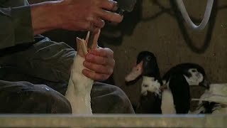 Alternative zur Gänsestopfleber: "Naturfette" Foie Gras aus Toulouse