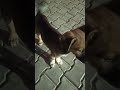 Cutieshorts streetdog dog explore youtubeshorts viral foryou youtuber explore dogs fyp