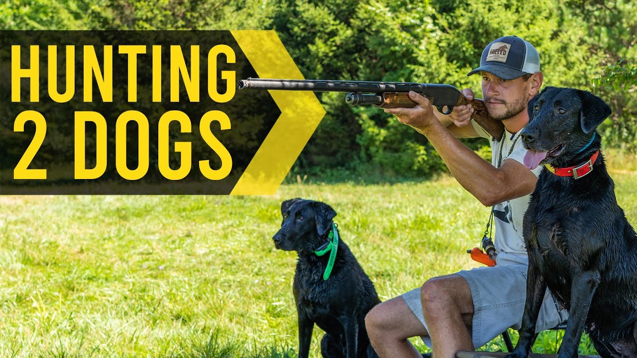 Hunting Two Dogs Together Duck Dog Training YouTube