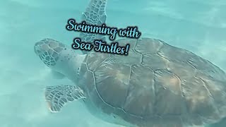 Swimming with Sea Turtles! Sea Turtle video, so cool, Swimming Turtles