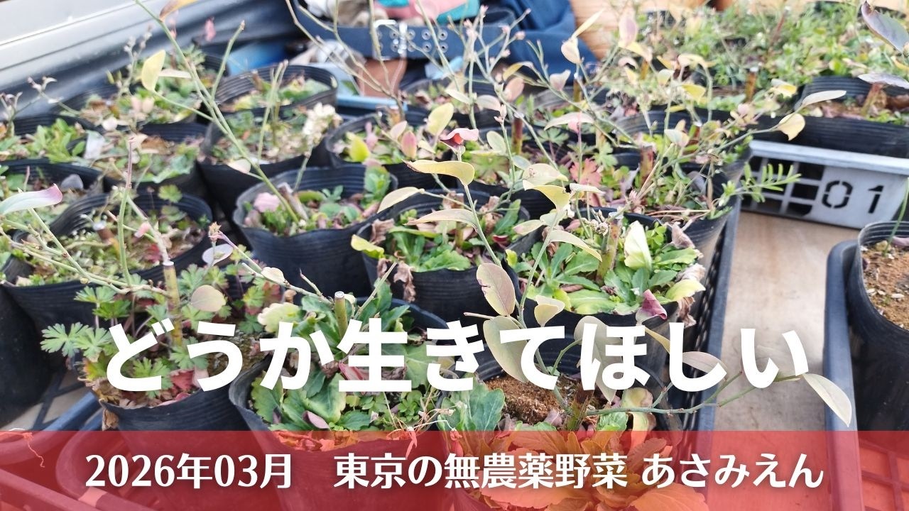 ブルーベリー苗木の定植記録 20260301