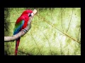 O Canto da Arara vermelha (Ara chloropterus) - Red-and-green Macaw