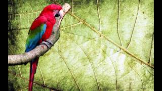 O Canto da Arara vermelha (Ara chloropterus) - Red-and-green Macaw