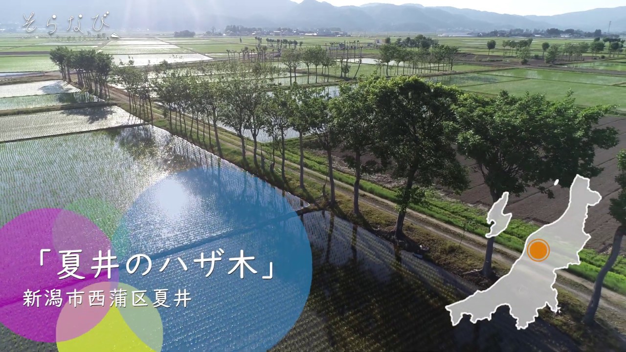 第90回 夏井のハザ木 新潟市西蒲区 年6月27日放送 Youtube