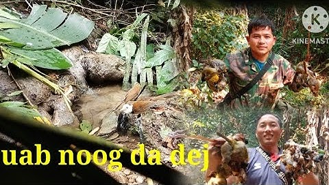 cuab noog da dej lom zem heev li