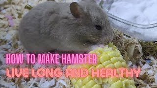 How to make hamster live longer and healthy #Hamstercare #Hamsterfood #hamstercare  #cuteanimals
