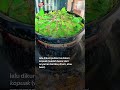 Ladang Gambir: Cerita Ketekunan dan Warisan Bumi Sumatra Barat