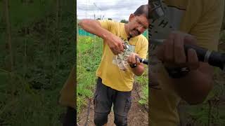 Using Brix Refractometer to measure Plant Health