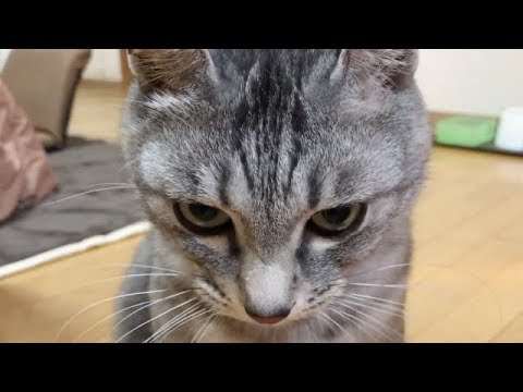 かわいく甘える猫の態度が人によって違いすぎる サバトラ猫まめたの生きる記録 Youtube