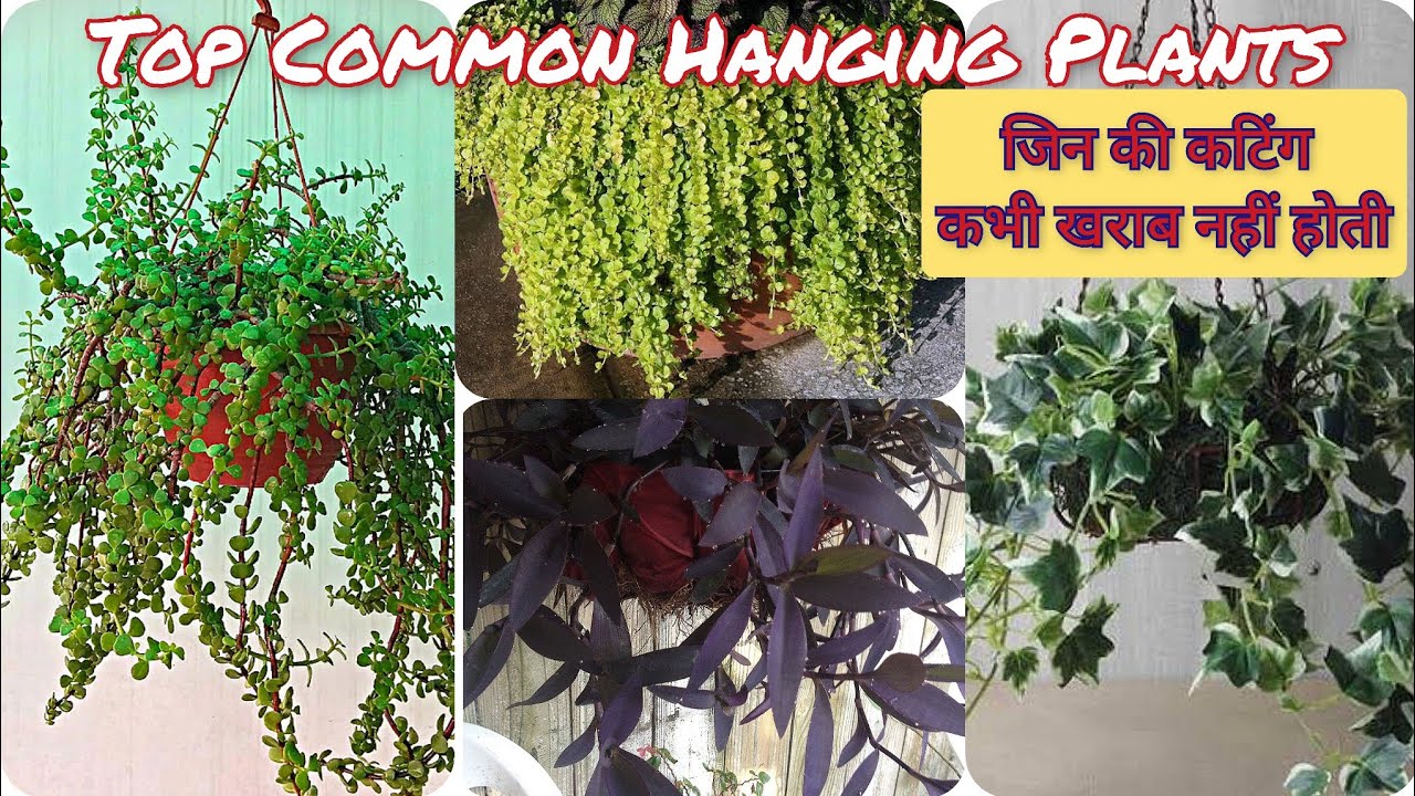 Hanging Plants जिन की कटिंग कभी नहीं सूखती / Top Common Hanging Plants
