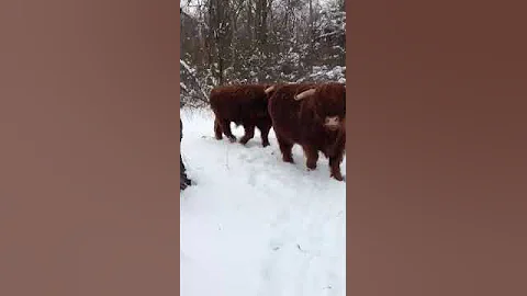 The cow whisperer