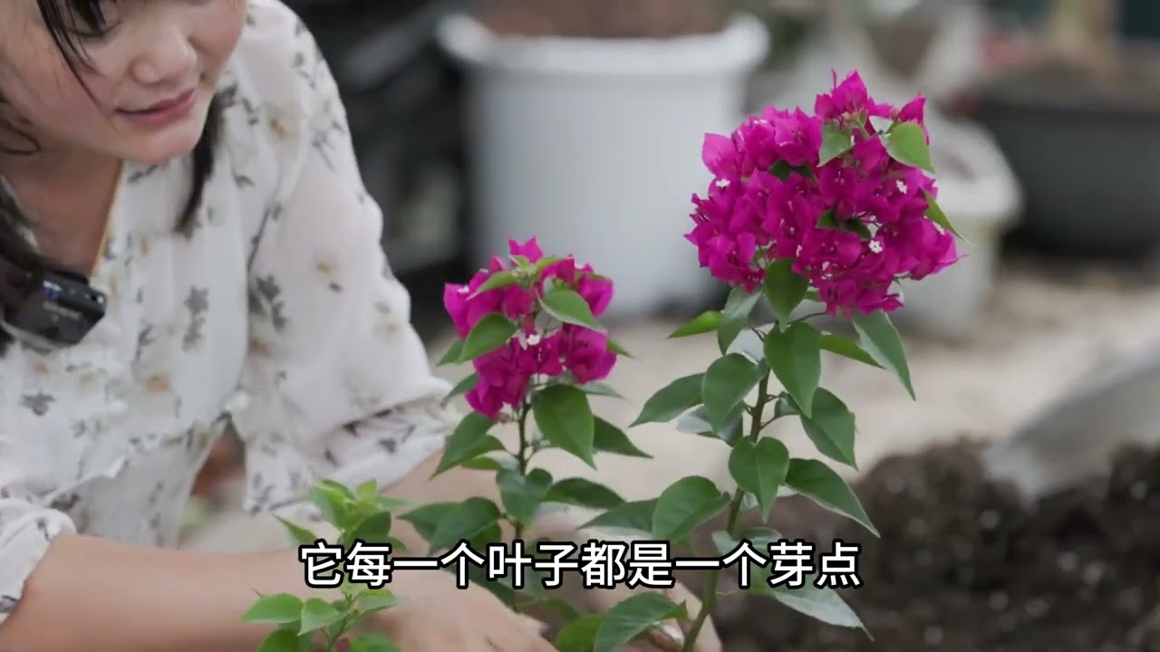 超全三角梅养护教程！ 换盆修剪扦插一站式教学 三角梅是一种养护难度较低的花卉，它对土壤的要求比较低，疏松透气就可以；能耐一定的干旱，旱的叶片耷拉了，一浇水很快就恢复了；非常耐晒，哪怕是高温40+℃，