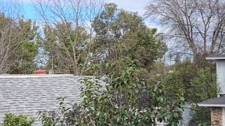 Mostly Cloudy, Palm Tree Triming 10:38am Feb 26, 2024