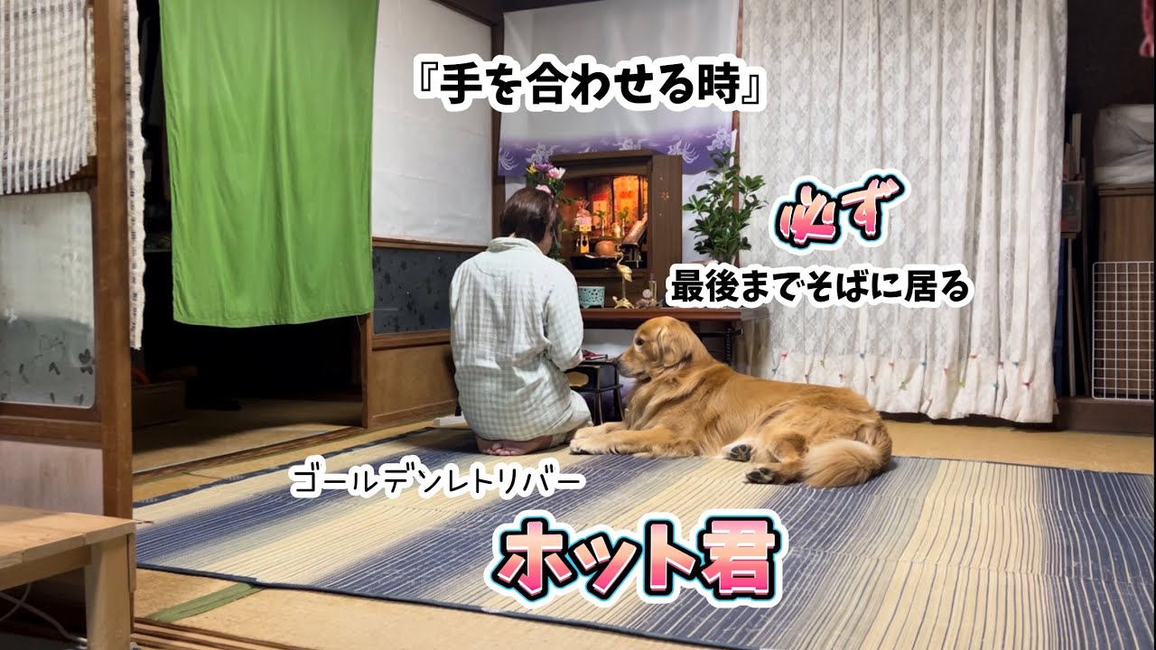 お勤め】毎日必ず参加するゴールデンレトリバーのホット君……‪@hotto510