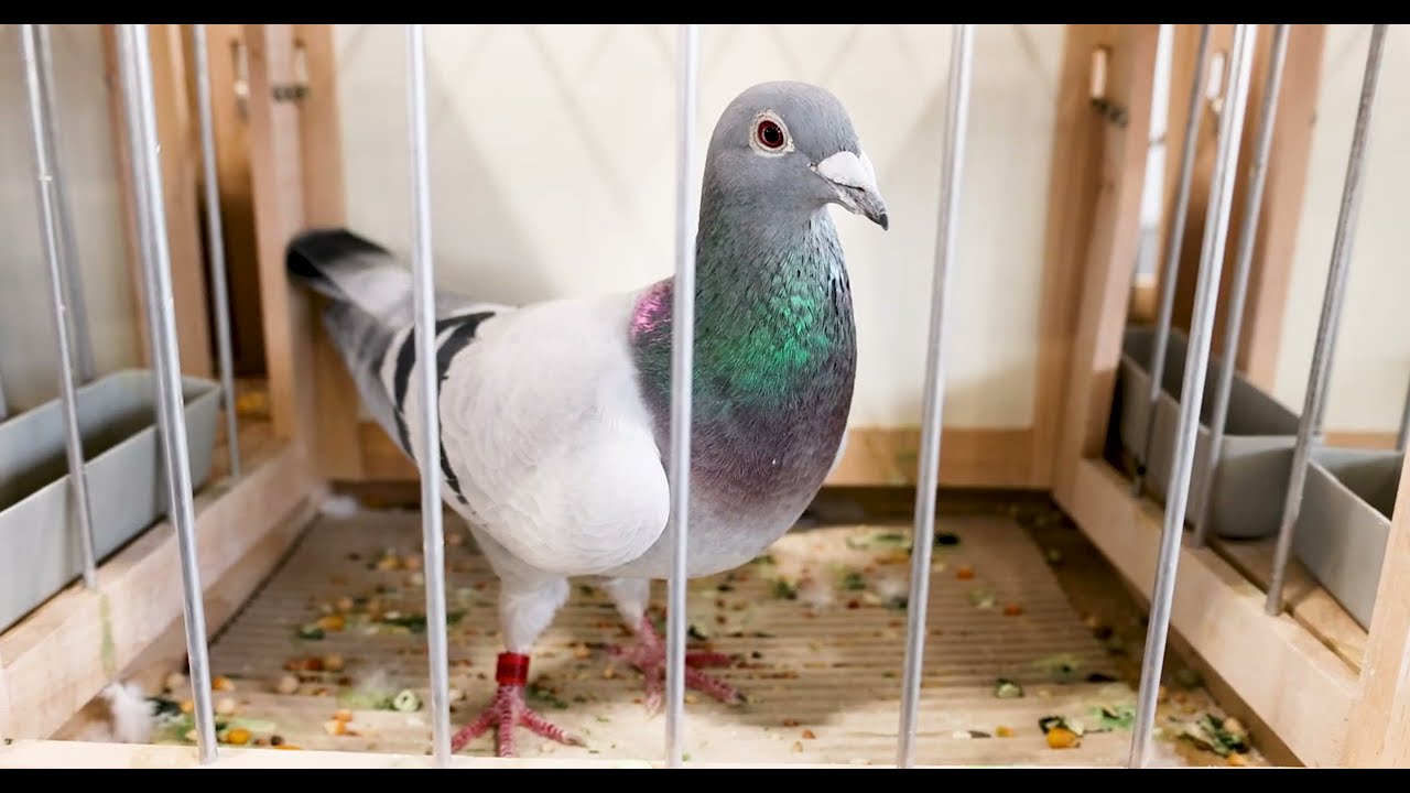 Slovakia: Best Pigeons in the World | IBA 2026 | PigeonSongs (SK)