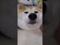 ふてぶてしい柴犬