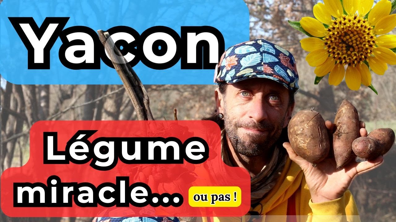 Tout sur le YACON ou Poire de Terre, ce légume miracle à la production incroyable.