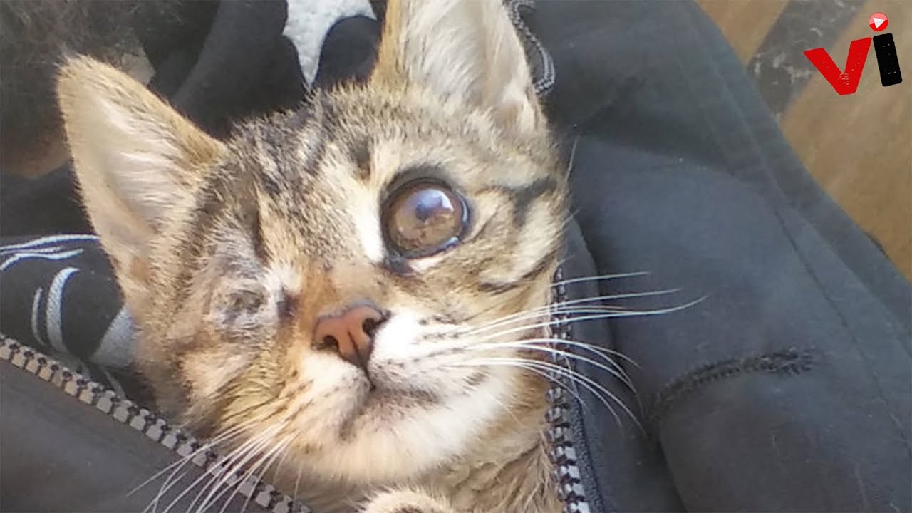 Guy Finds A Dying Kitten With Only One Eye In The Streets, Does