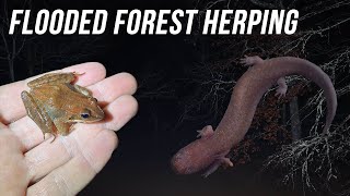 Flooded Forest Herping! Finding My First Reptile and Amphibians of 2024!