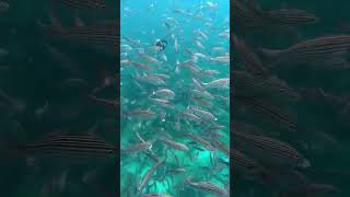 #Galapagos Serenade: A School of #Sardines Glide through the Pristine #underwater of Santa Fe Island