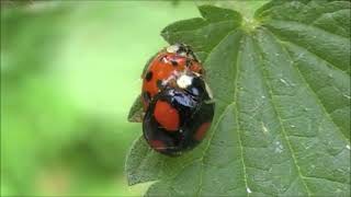 #Футаж. Копуляция азиатских божьих коровок / #Footage. Copulation of Asian ladybeetle
