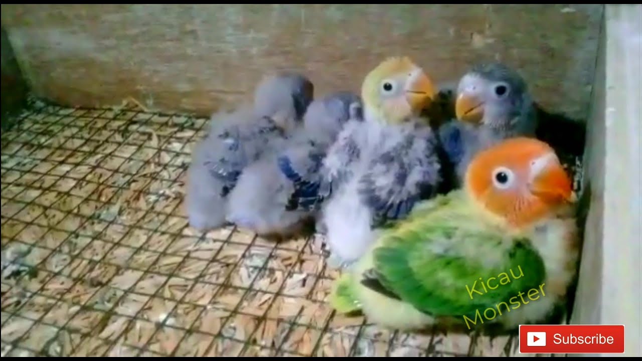 Lucunya Anakan Lovebird Youtube