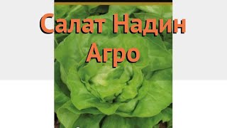 Салат обыкновенный Надин Агро Кочанный 🌿 обзор: как сажать, семена салата Надин Агро Кочанный Салат обыкновенный Надин Агро Кочанный 🌿 обзор: как сажать, семена салата Надин Агро Кочанный