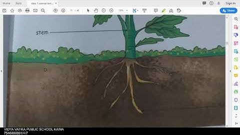 class 1 science chapter 7 our plant world part 3