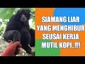 SIAMANG Hewan Liar Tapi Jinak