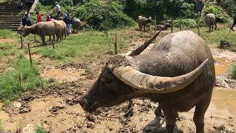 TRÂU BÒ CHỢ PHIÊN CỐC LY - TOÀN TRÂU ĐẸP