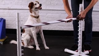 Teach Your Dog to Jump over a Bar | Dog Tricks