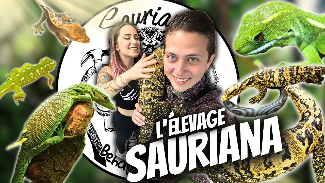 LES ANIMAUX DE LAURINE (Sauriana Behavior and More) [Divers - Ep 25]
