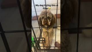My dog trying this ai filter😭