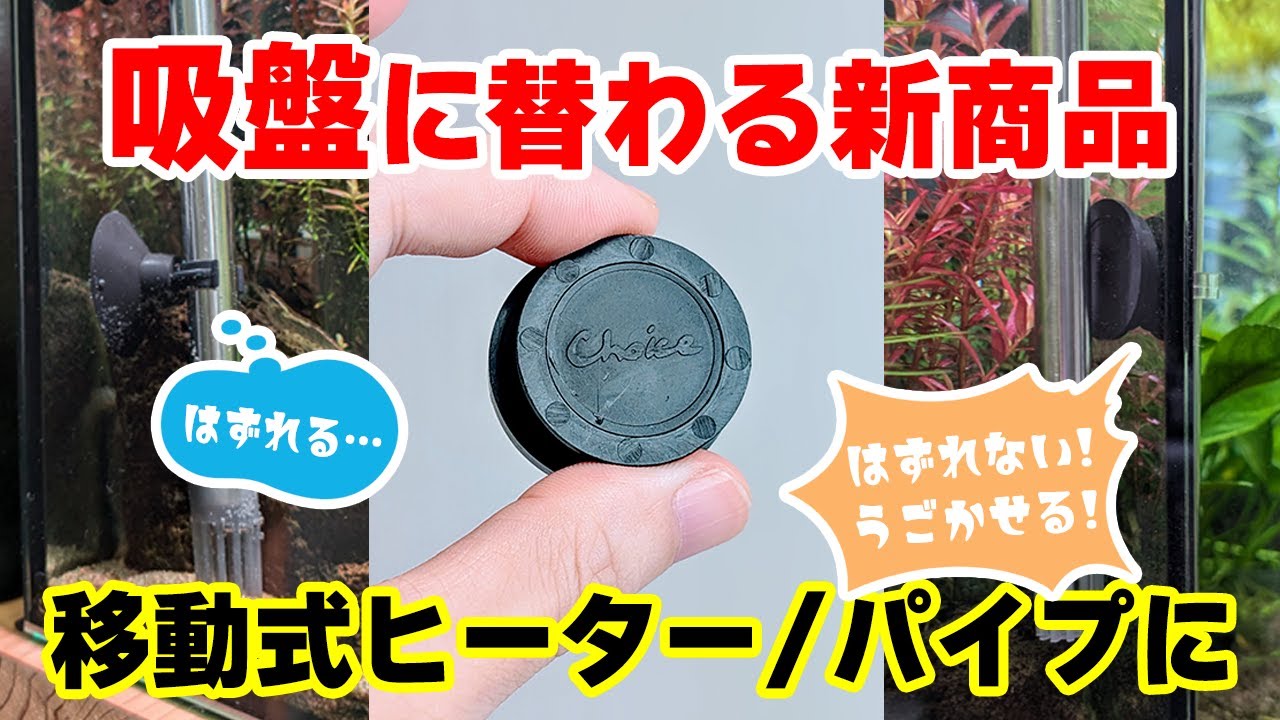 【新商品】従来の吸盤さようなら！外れないのに動かせる！ガラス面掃除もしやすくなるキスゴム（吸盤）の代替品とは？ #アクアリウム #熱帯魚 【ビバアクア】