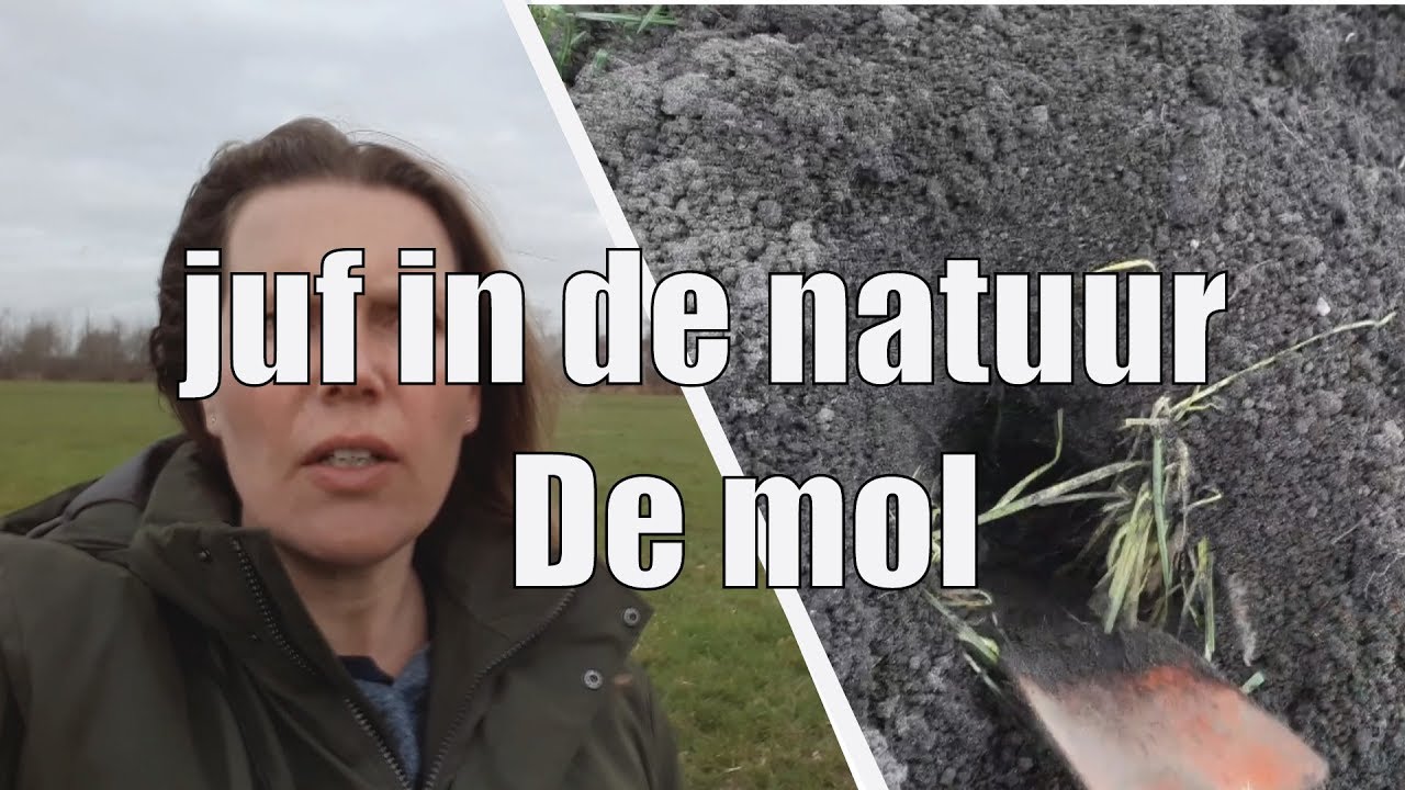De mol - Juf in de natuur