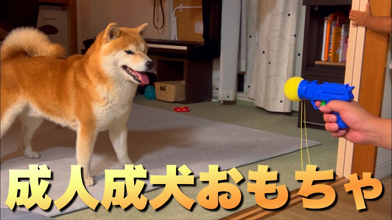 A two-year-old boy craves a toy and an adult Shiba Inu dog and