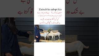#adopted Zainab 🤣 #yt #love #rajjab #fatima #hirafaisal #zainabfaisal #adopt Profile
